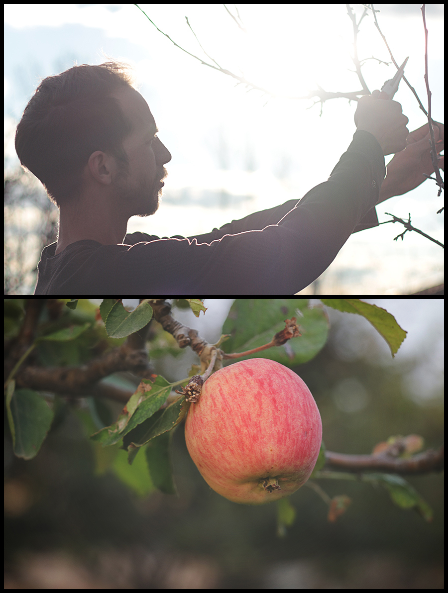 pruning and apples