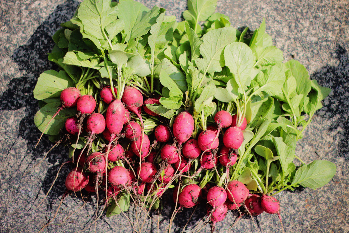 radishes huge