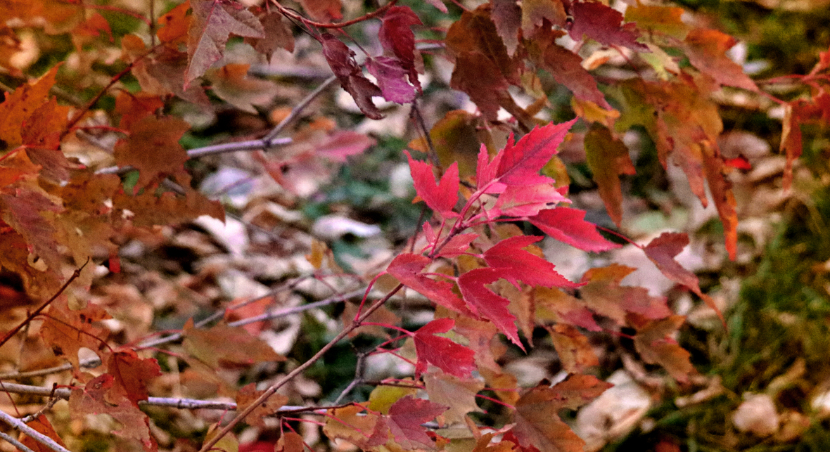 red leaves