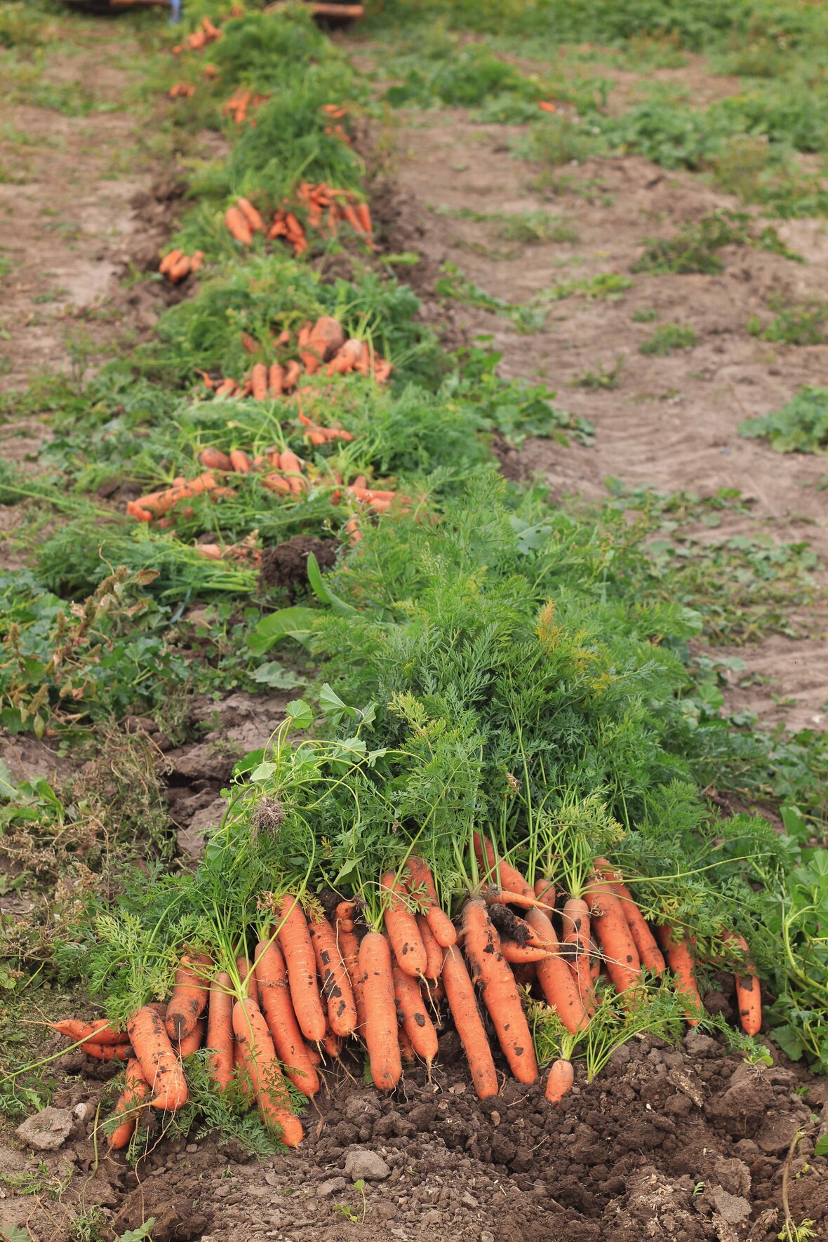 row of carrots