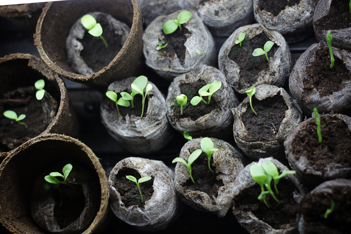 seedlings