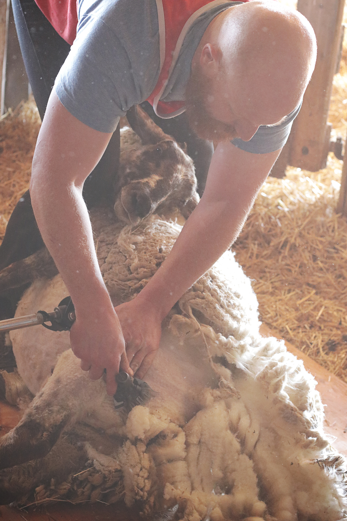 shearing