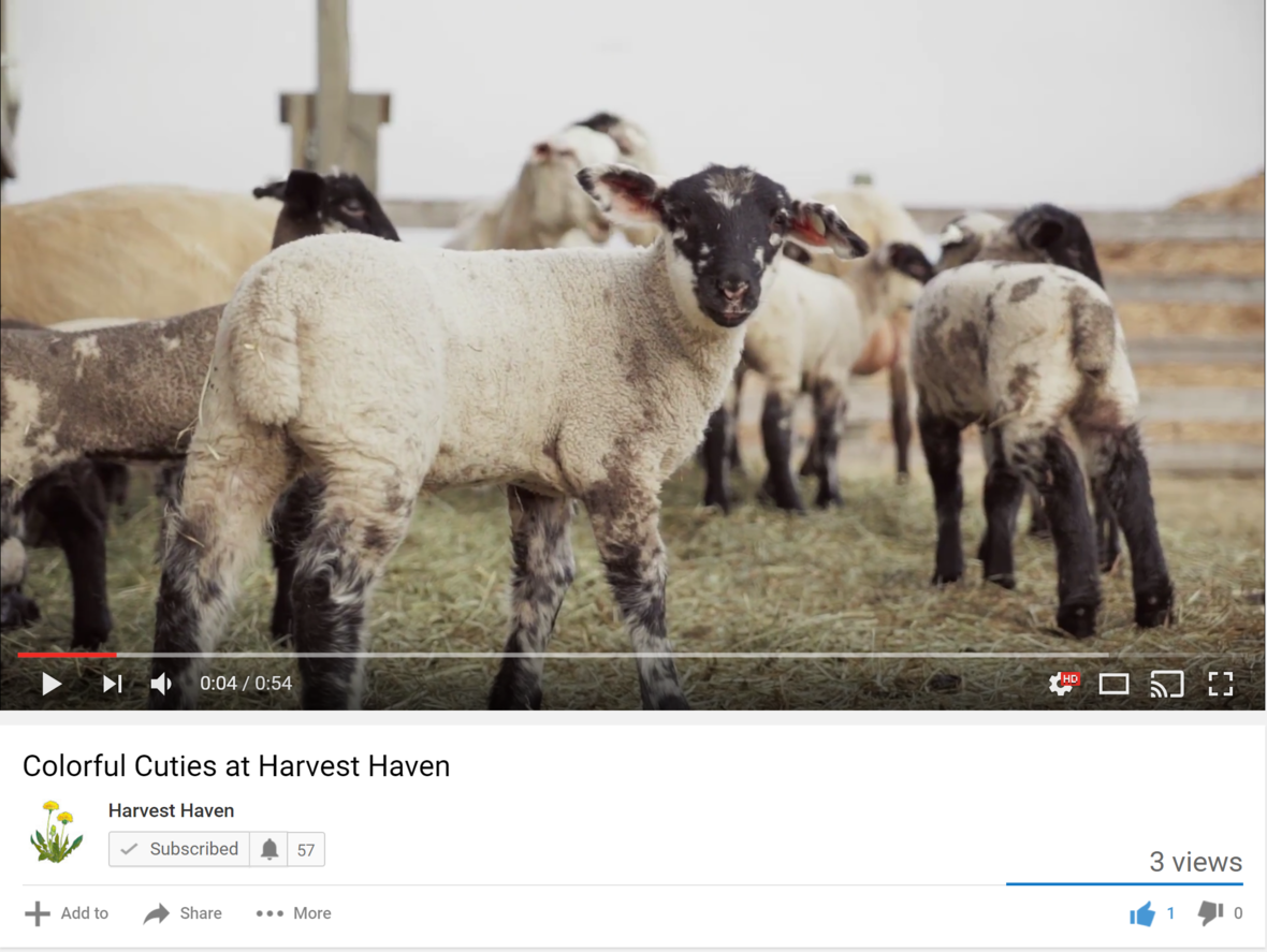 sheep video