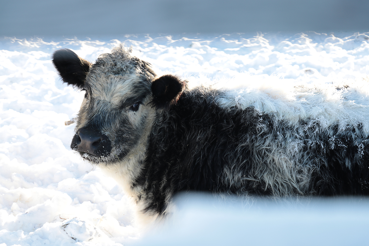 speckles calf