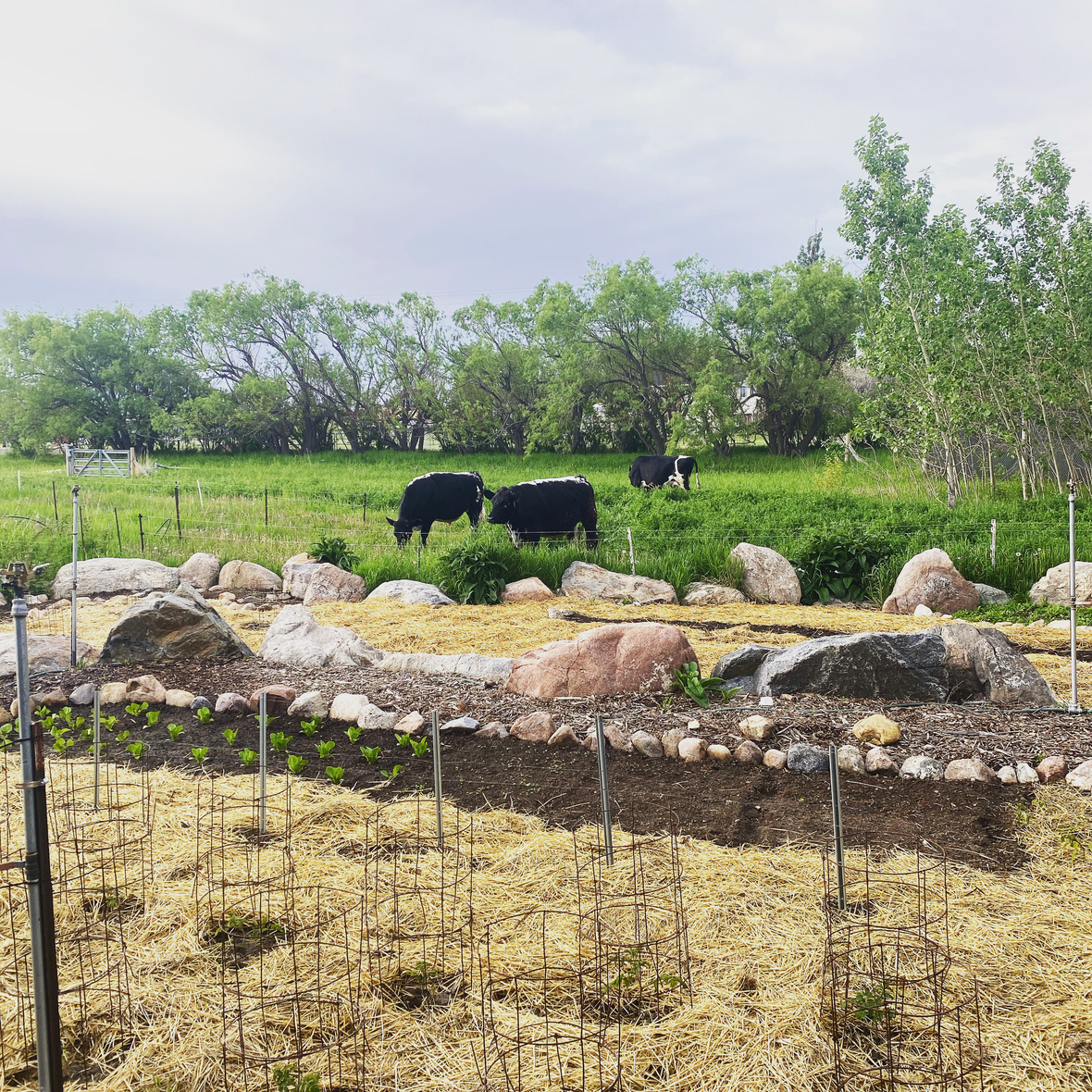 steers and garden