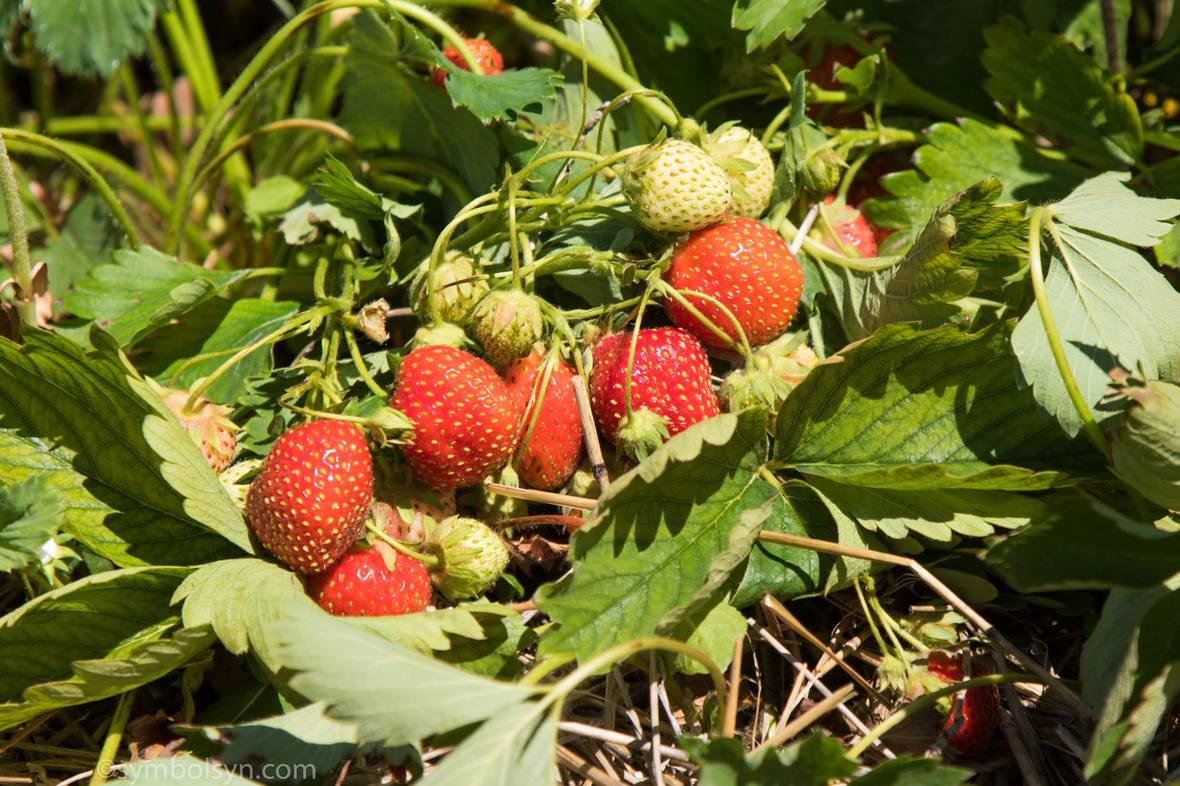 strawberries