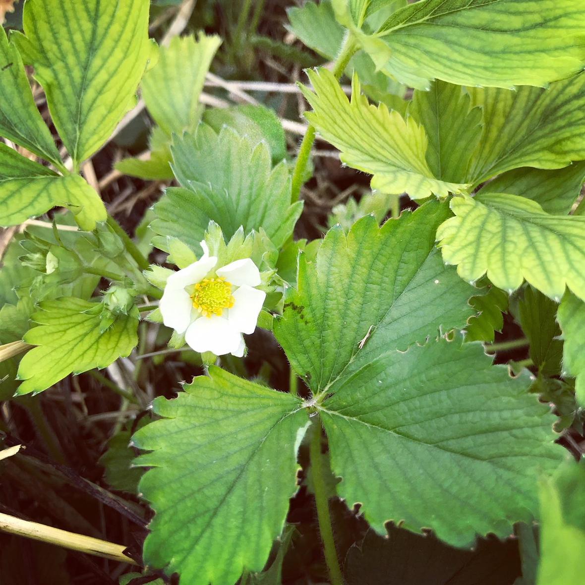 strawberry flower