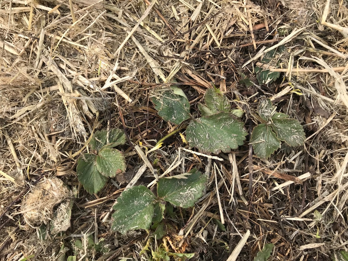 strawberry plant