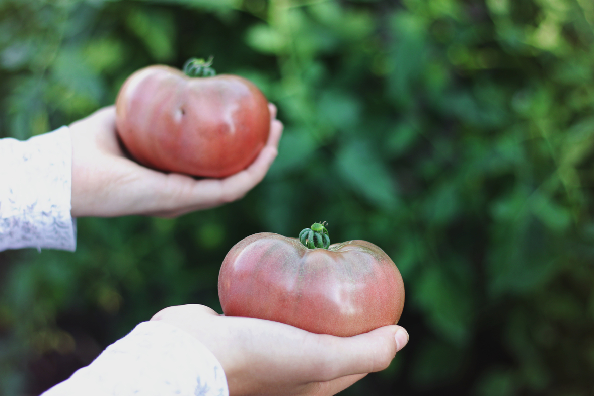 tomatoes