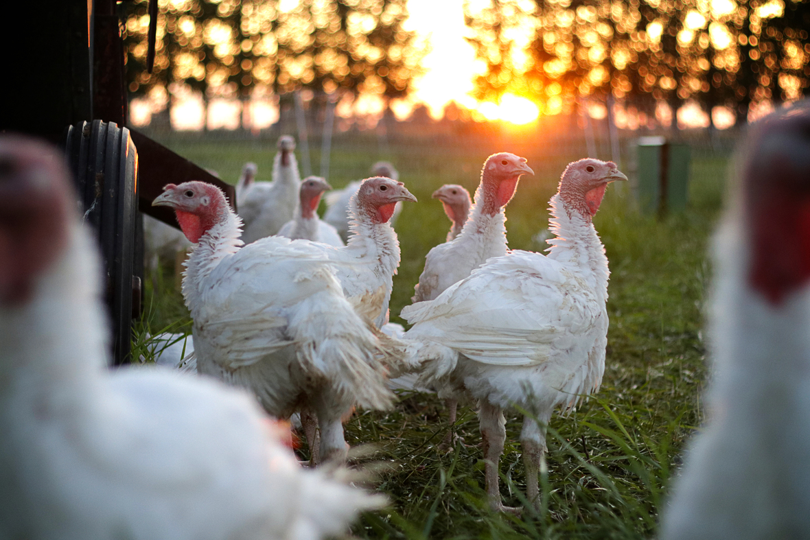 turkeys on pasture