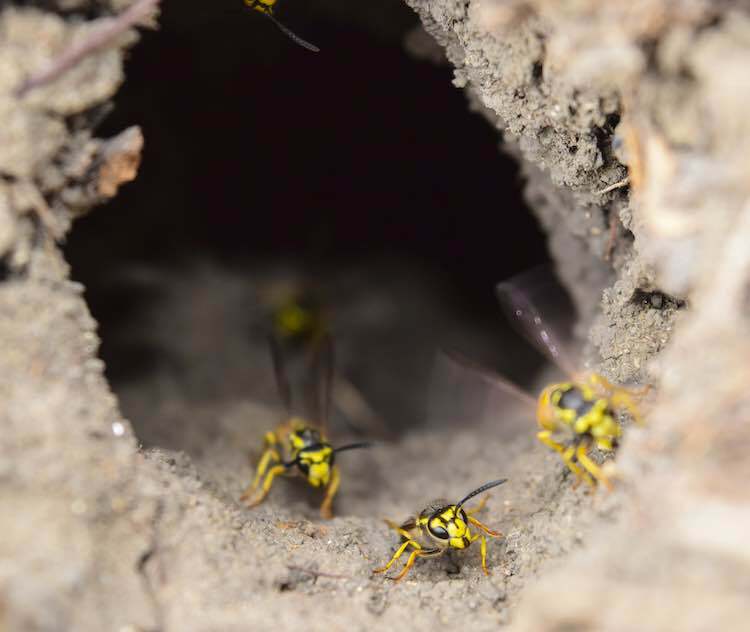 yellow-jacket-wasp-nest