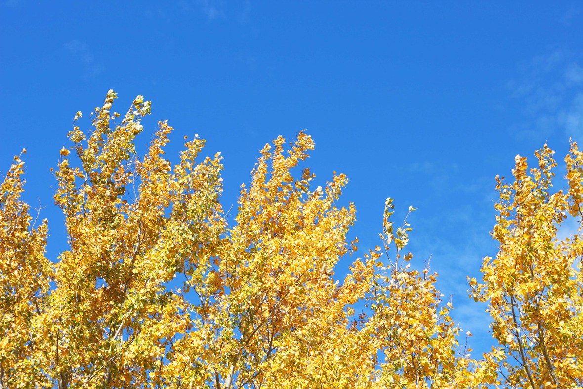 yellow trees